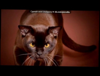 Видеоклип «Красивые фото котов из просторов сети» под музыку Марсель - Ты Только Моя . Picrolla