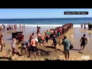 Видеоклип Акула после отлива оказалась на мели и человеки ее спасли.