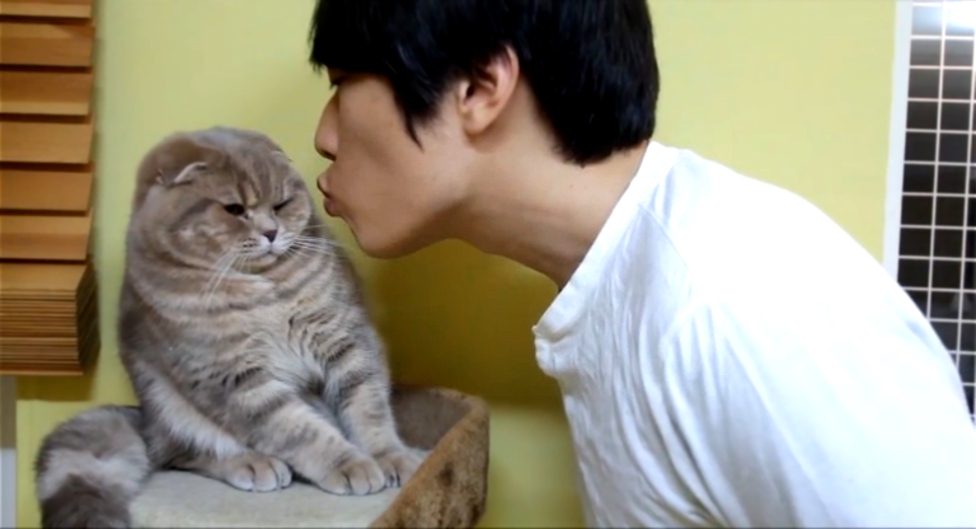  Коты не любят поцелуи 