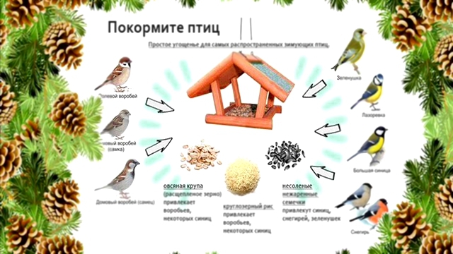 Акция в МКДОУ детском саду №12 "Звездочка" - "Покормите птиц зимой, чтобы слушать их весной!"