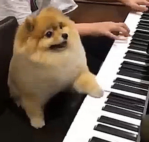 Видеоклип Шпиц играет на пианино