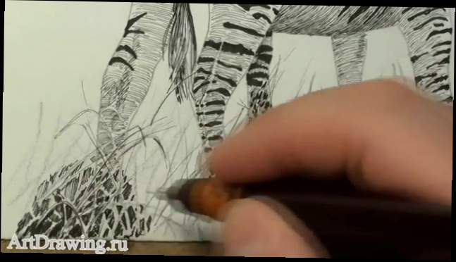 Как тушью нарисовать зебру часть 2
