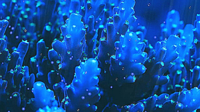 Заставка "Голубые Кораллы"