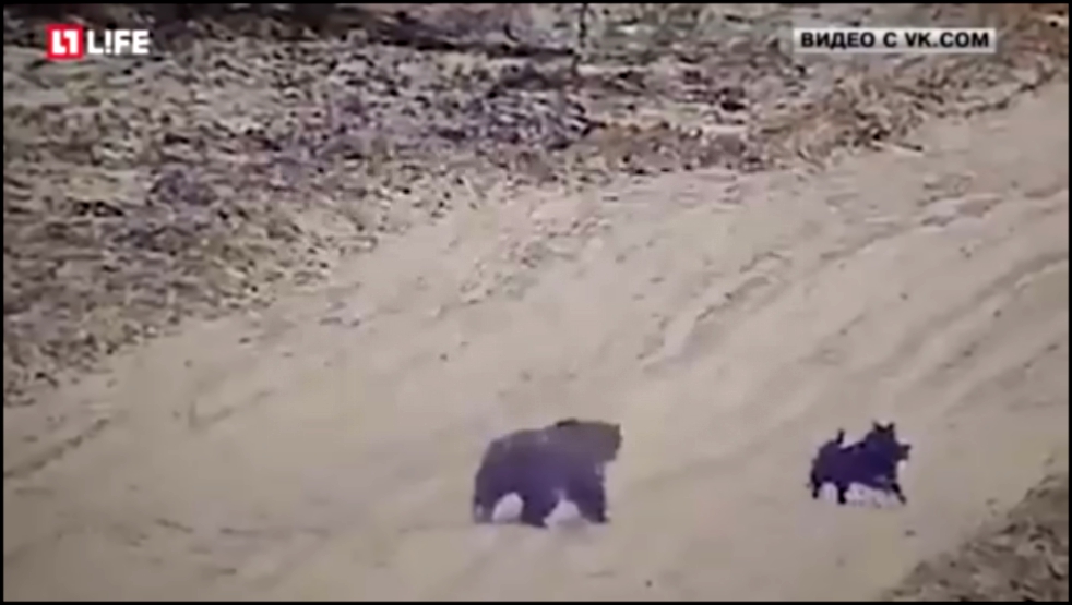  Бездомный пёс подружился с медведем