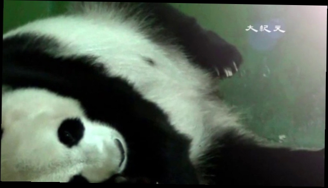 Единственные в мире панды-тройняшки родились в зоопарке Гуанчжоу