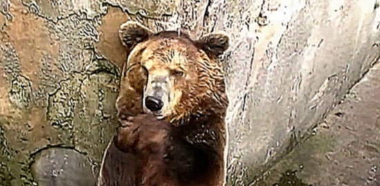 Прикол с медведем. Бурый медведь в зоопарке умывается
