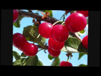 Видеоклип Аркадий Северный  Ko_ поспели вишни в саду у дяди Вани