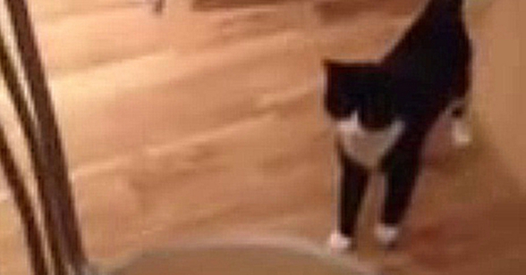 Видеоклип котейка позирует перед камерой