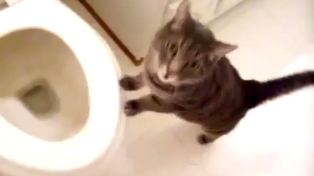 Кот, зачарованный сливом воды в унитазе =)