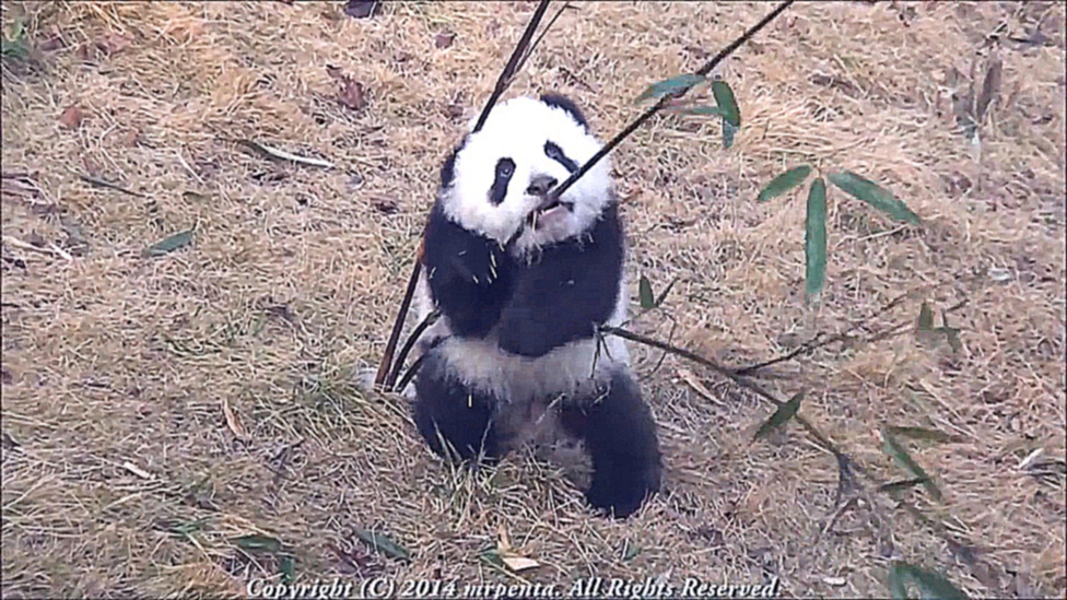 Маленькая панда играет с бамбуком