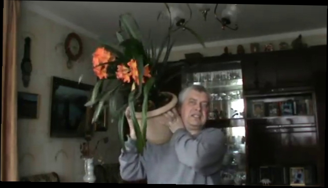 У меня цветёт оранжевый цветок в большом горшке — Геннадий Горин