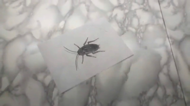 Видеоклип Как убить таракана | Простые советы на Rutube