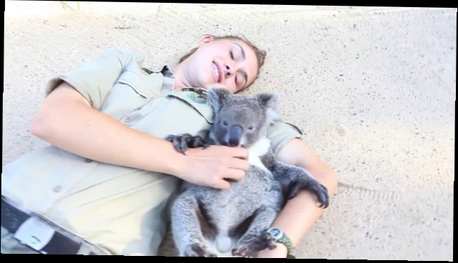 Обнимашки с коалой
