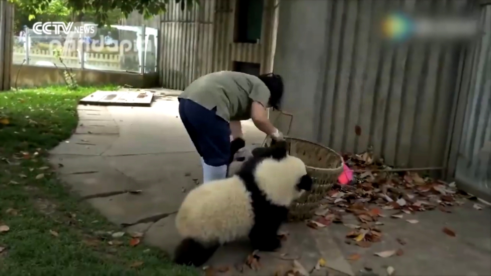 Видеоклип Панды мешают уборщице прибраться