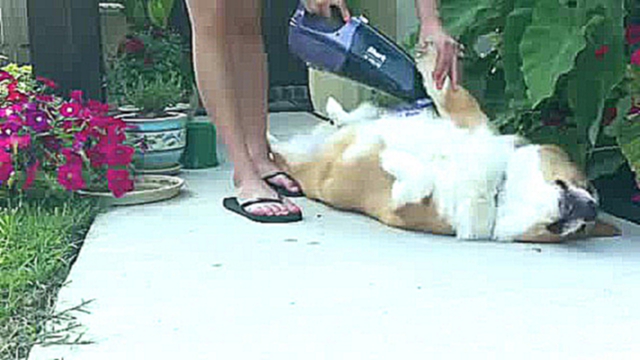 Собачке нравится когда ее пылесосят