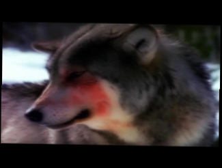 Видеоклип Шансон - одинокий волк HD
