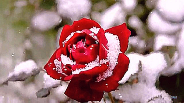 Письмо любви из февраля Цветы под снегом.Мелодия чистой любви