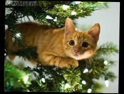 Коты и новогодняя елка. Скоро во всех квартирах страны!
