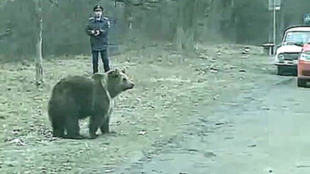 Медведь на трассе