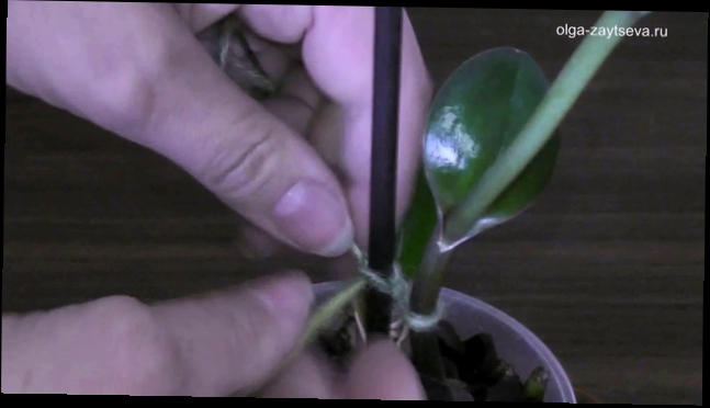 Как закрепить цветонос орхидеи