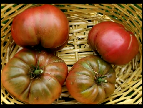 Russian Black Krim Heirloom Tomato From Seedling to Taste Test!