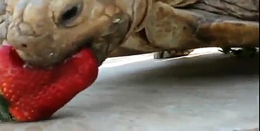 Видеоклип Черепаха аппетитно кушает клубнику