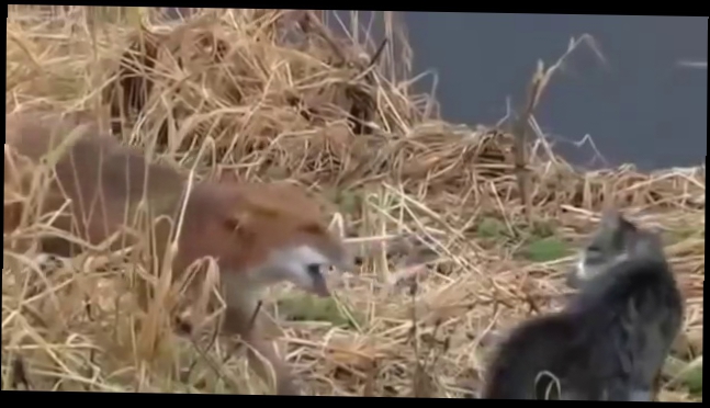 Неожиданная встреча кота и лисы