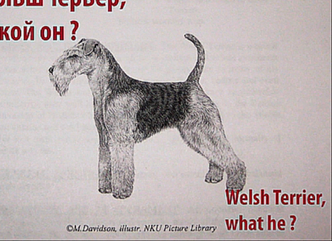 Вельш терьер, кто он? Welsh Terrier what he?