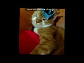 Видеоклип «моя кошечка гуляша  » под музыку леди гага - кот в сапогах(Американо). Picrolla