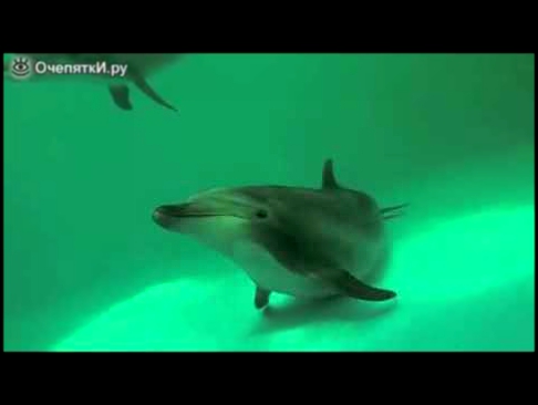 Общительные дельфины