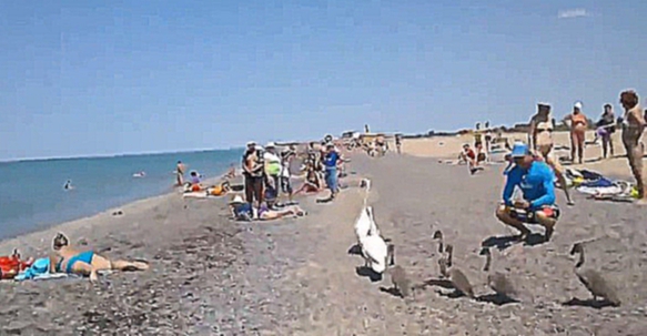 Лебединая семья направляется в море через общественный пляж