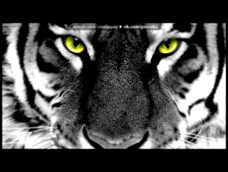 Видеоклип «Тигры!!!» под музыку Тимати и Богдан Титомир - Мой стиль называй меня мой тигр. Picrolla