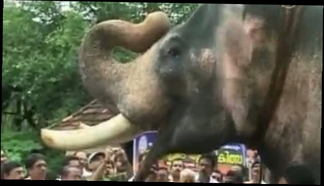 Без комментариев: в Индии омолаживаются слоны