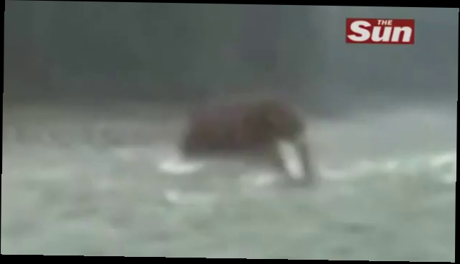 В Сибири засняли на видео мамонта