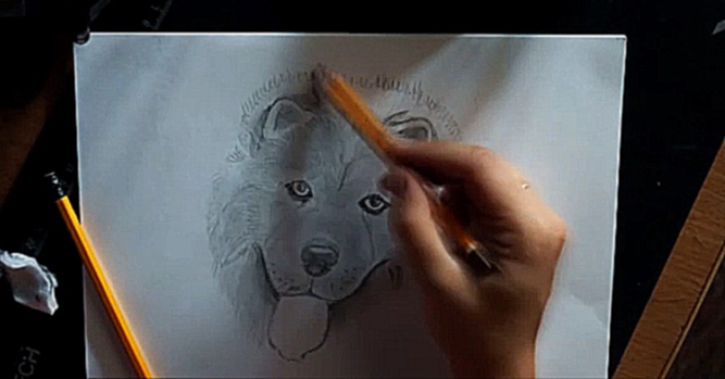 Как нарисовать собаку. Чау Чау