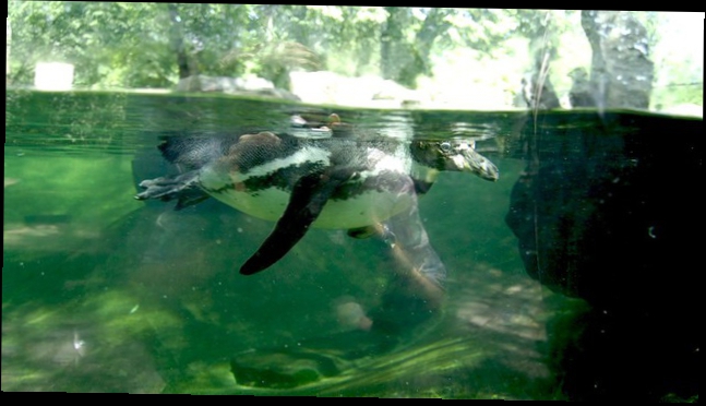 Пингвин пукнул под водой