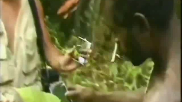 Аборигены первый раз видят человека, 1976г