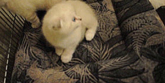 Видеоклип Шотландские котята окраса колор (линкс) пойнт