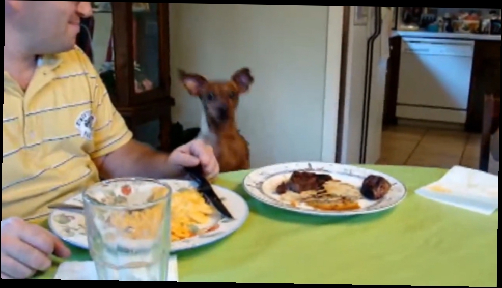 Видеоклип Собаки на День Благодарения