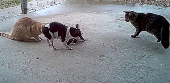 Мама-собака спасает щеночка от кошек =^.^=