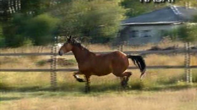 Видеоклип лошади на продажу,  мерин НАБАТ 2002г.р.(Балбер– Ника)