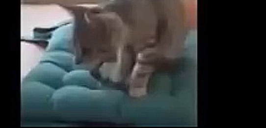 Кот учится йоге у своей хозяйки)
