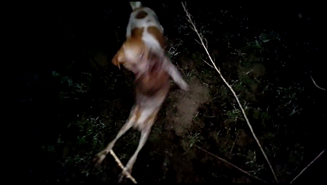 Видеоклип Джек рассел терьер Сеня, первая охота, возраст 9 месяцев.