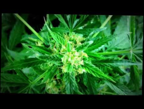 Видеоклип Марья Cannabis и Дуня Indica 2015