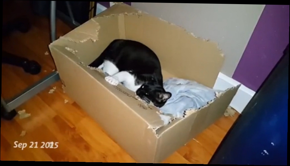 Видеоклип Кот против коробки