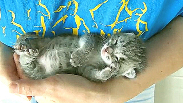 Видеоклип Сладкий сон 3-х недельного котенка 