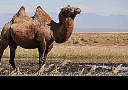 Wild Camel Protection Foundation - Mongolia