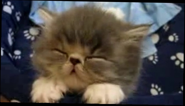 Видеоклип Котёнок спит. Очень милое видео