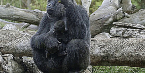 Видеоклип Малыш гориллы отдыхает 
