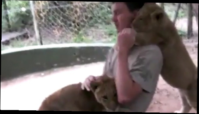 Львята обнимаются с человеком